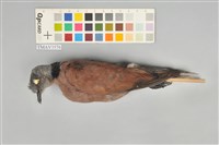 藏品(紅鳩)的圖片